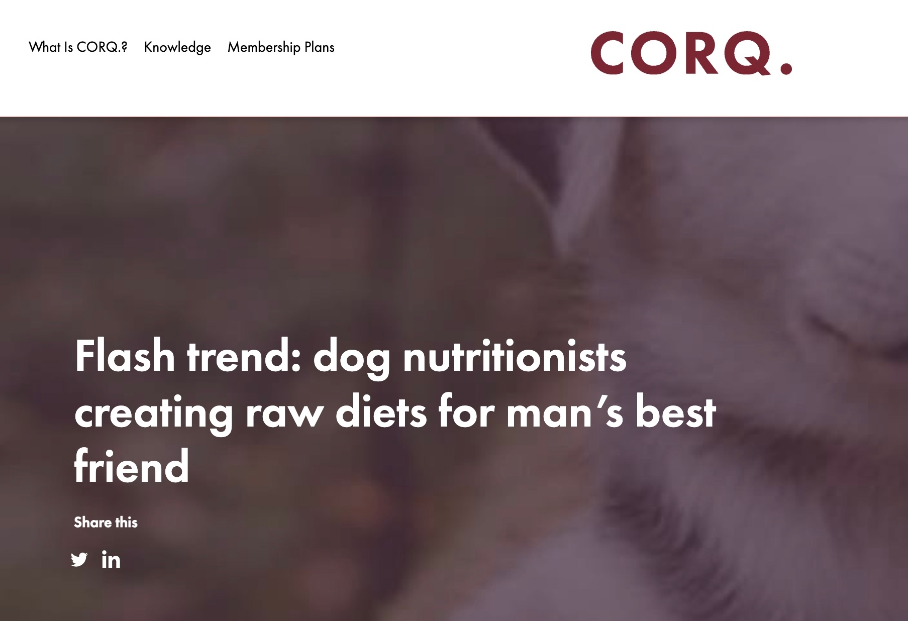 Flash trend: dog nutritionists creating raw diets for man’s best friend